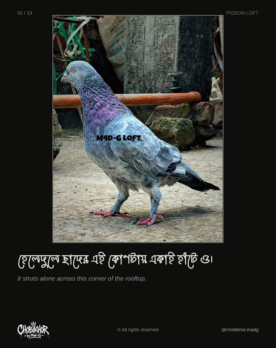 Pigeon Is Love