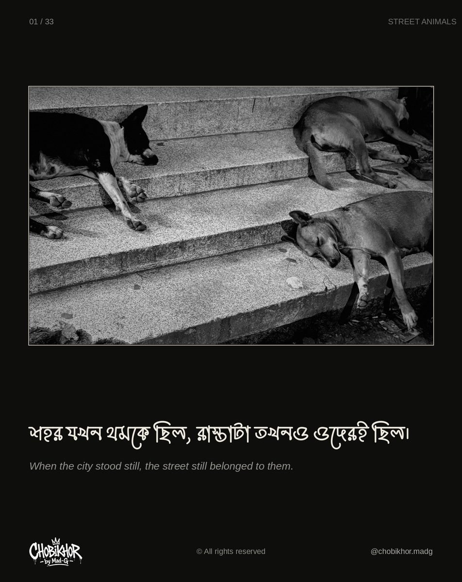 Street Animals